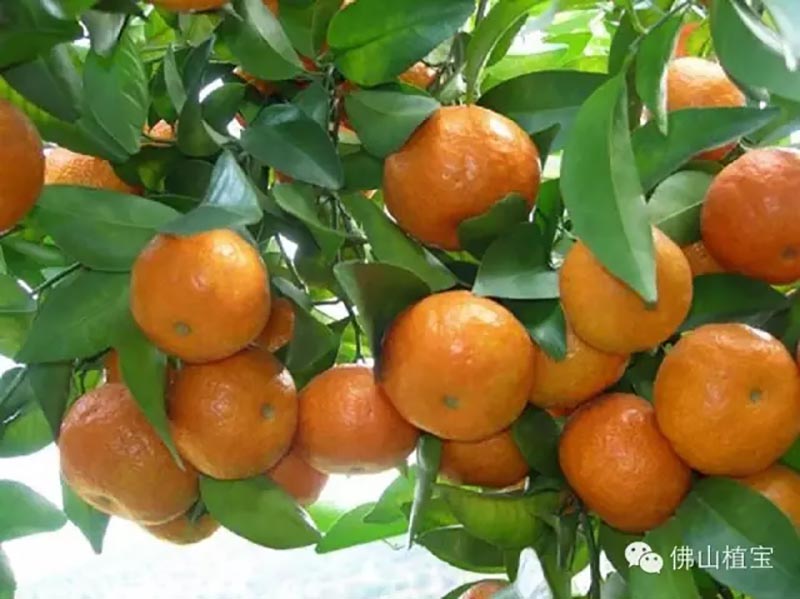 佛山市植寶生態(tài)科技有限公司