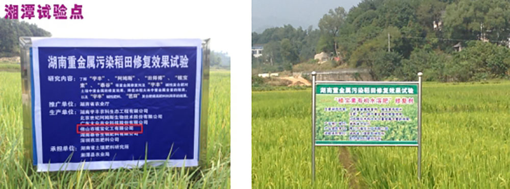 鎘無憂葉面阻控劑